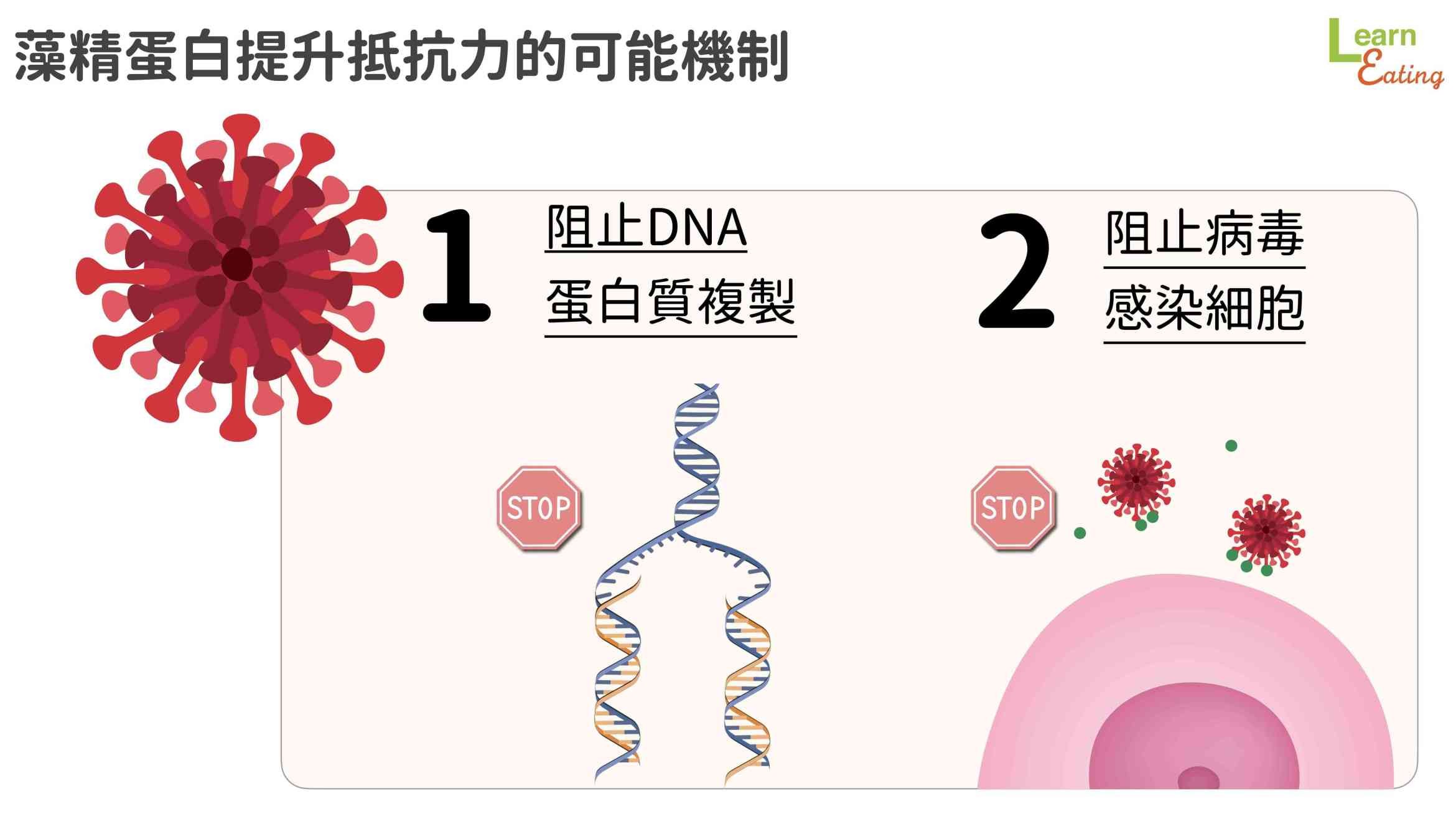 藻精蛋白 增強抵抗力 營養師解析 可能機制 阻止病毒感染 Ettoday健康雲 Ettoday新聞雲