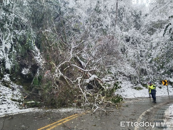 ▲▼台七甲線雪地巨樹倒差點擊中遊客，目睹的南山派出所所長曾文雄等人緊急交管護民。（圖／記者游芳男翻攝，下同）