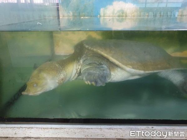 ▲▼蛇王停業動物虐待未歇！無辜動物何去何從?（圖／台灣防止虐待動物協會、台灣動物社會研究會提供，下同）