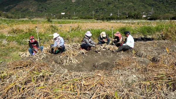 ▲好山好水培育頂級品質！　走訪「鹿野有機乾薑」新鮮產地。（圖／記者謝婷婷攝）