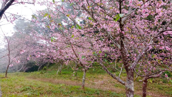 ▲▼高雄桃源寶山里櫻花公園河津櫻。（圖／翻攝自高雄市桃源區公所臉書專頁）