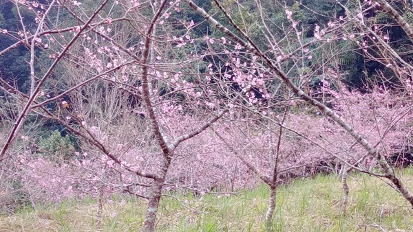 ▲▼高雄桃源寶山里櫻花公園河津櫻。（圖／翻攝自高雄市桃源區公所臉書專頁）