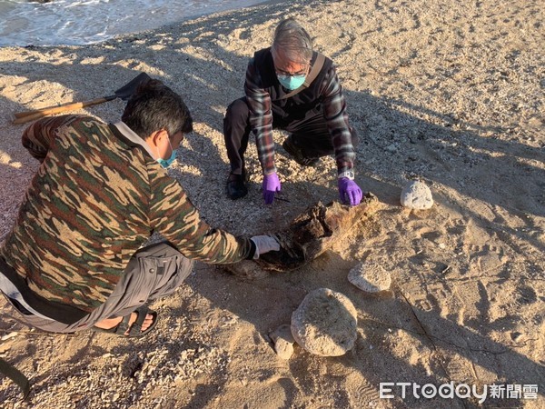 ▲海巡署第6岸巡隊人員處理核三廠死亡鯨豚             。（圖／記者陳崑福翻攝）