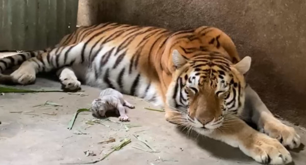 ▲尼加拉瓜動物園傳喜訊，稀有白虎誕生。（圖／翻攝自臉書／Zoológico Nacional de Nicaragua）