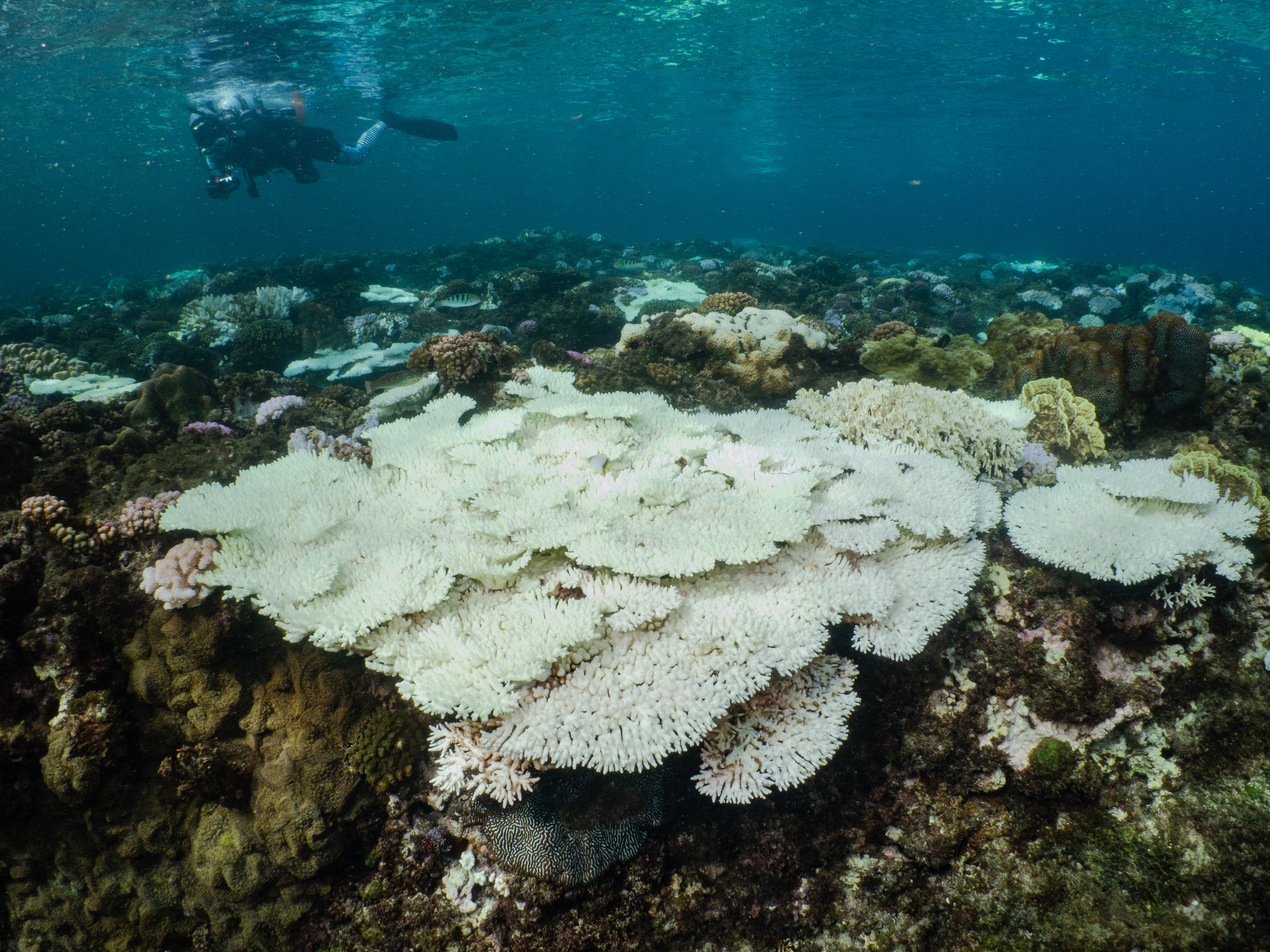台灣發生史上最大珊瑚白化 小琉球最嚴重死亡率高達一半以上 Ettoday生活新聞 Ettoday新聞雲