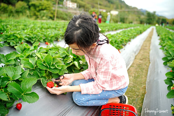 ▲▼苗栗阿松草莓園。（圖／《兔兒毛毛姊妹花》提供）