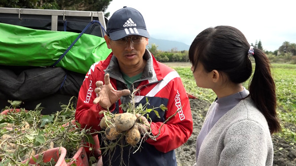 ▲鬆綿口感征服饕客味蕾　解鎖「花蓮後山黃金地瓜」香甜秘密。（圖／記者謝婷婷攝）