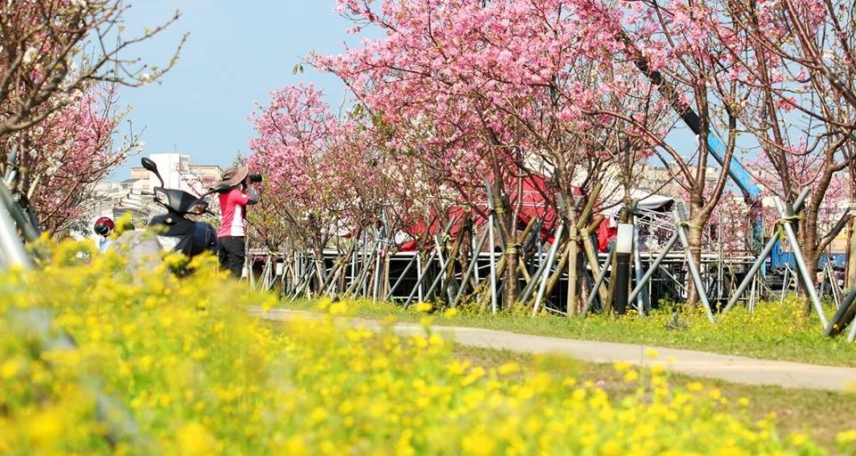 春節最美 宜蘭平地最美櫻花步道1公里長粉色大道美到3月 Ettoday旅遊雲 Ettoday新聞雲
