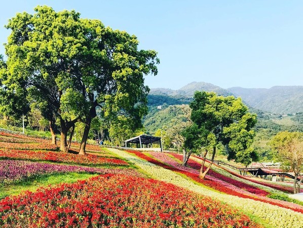 ▲台北北投有媲美北海道富良野的花海。（2020年資料照／IG@a1988770122提供，請勿隨意翻拍，以免侵權）