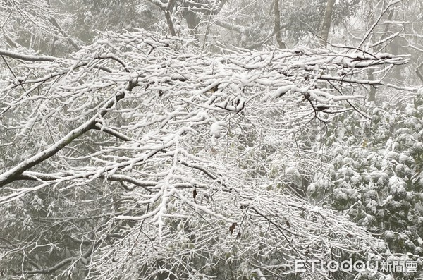 ▲桃園市復興區拉拉山巨木區、上巴陵等地區8日凌晨開始飄下瑞雪，山區一片銀色世界。（圖／記者沈繼昌翻攝）