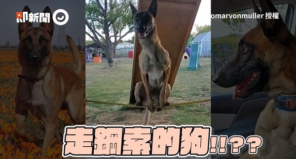 ▲▼馬利諾犬Monkey。（圖／即新聞／IG@omarvonmuller授權提供）