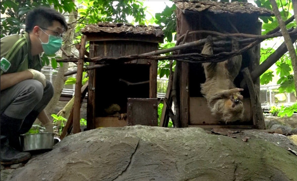 ▲▼動物園樹懶翻牆逃脫！　「慢動作抱欄杆」民眾圍觀搶拍。（圖／臺北市立動物園提供）