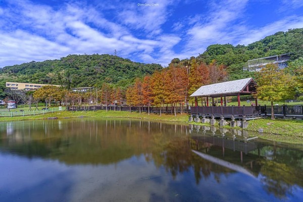 ▲原住民文化主題公園內的落羽松1/10已全數轉紅。（圖／IG@chendiangou提供，請勿隨意翻拍，以免侵權）