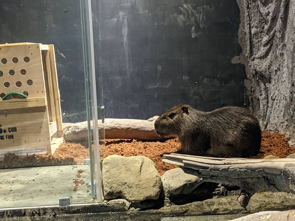 ▲新竹市立動物園近日多了呆萌水豚。（圖／新竹市立動物園提供）