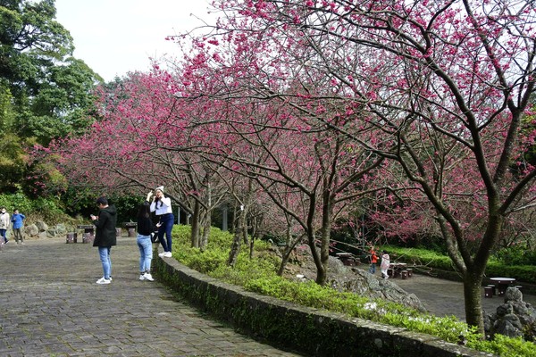 ▲▼過年,旅遊,櫻花,免費。（圖／翻攝自陽明山花季臉書）