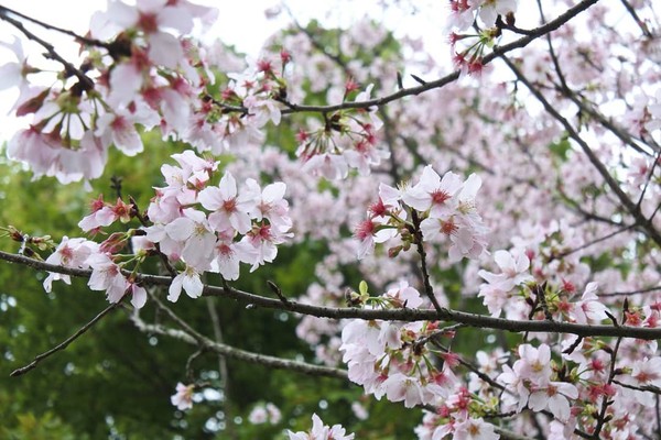 ▲▼過年,旅遊,櫻花,免費。（圖／翻攝自陽明山花季臉書）