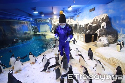 被100隻企鵝包圍！屏東海生館首創「餵食企鵝」體驗回來了