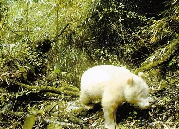 ▲▼大陸存在全球唯一一隻白色大貓熊。（圖／翻攝 澎湃新聞）
