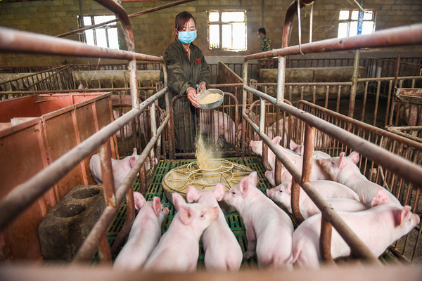 ▲大陸2020年豬肉產量4113萬噸，下降3.3%。（圖／CFP）