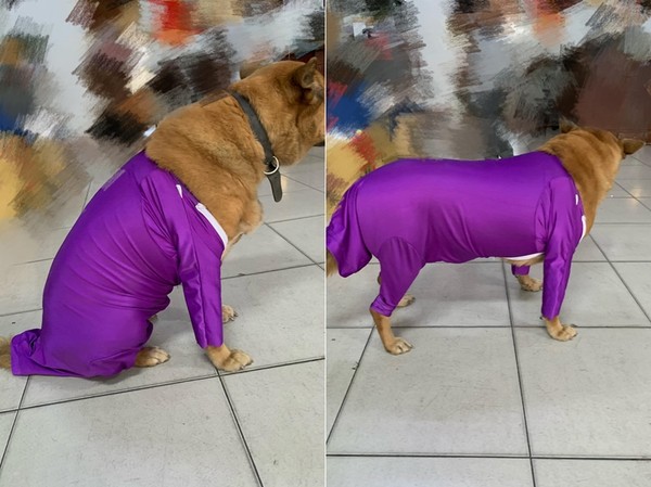 ▲▼狗狗穿反紫色緊身衣變爆漿大茄子。（圖／有點毛毛的／網友Ophelia Huang提供）
