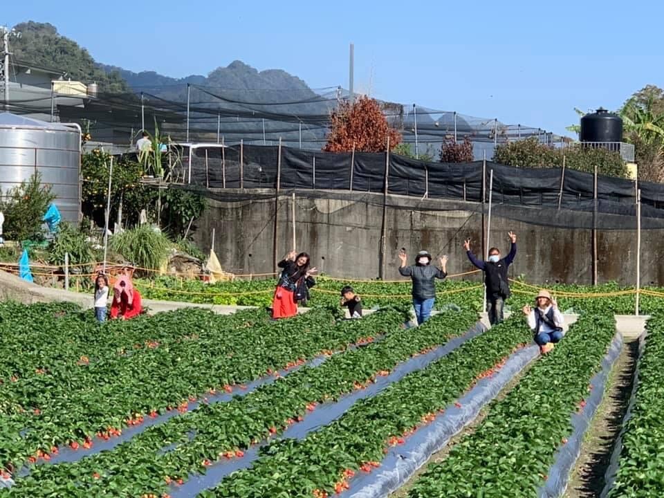 ▲▼大湖草莓。（圖／農糧署北區分署）