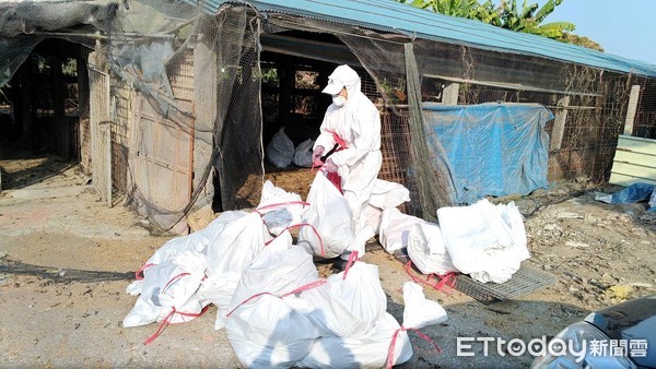 ▲屏東縣動物防疫所所撲殺感染禽流感雞隻             。（圖／記者陳崑福翻攝）