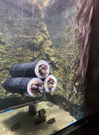 日本仙台海洋森林水族館星鰻惠方卷。（圖／翻攝自推特@sendaiuminomori）