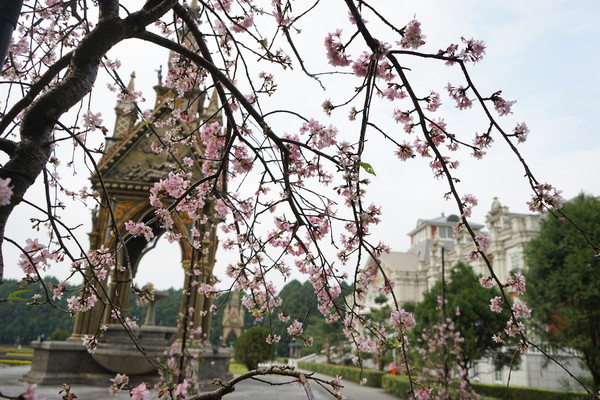 ▲▼九族櫻花季。（圖／九族文化村提供）