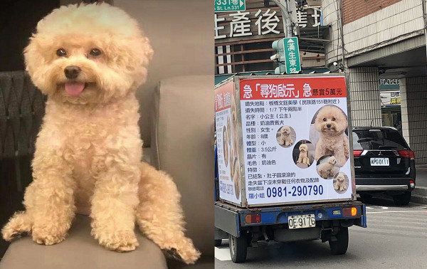 ▲▼寒流來愛犬跑出門走失！　飼主租廣告車協尋心急淚：怕牠受凍挨餓。（圖／新北市動保處）