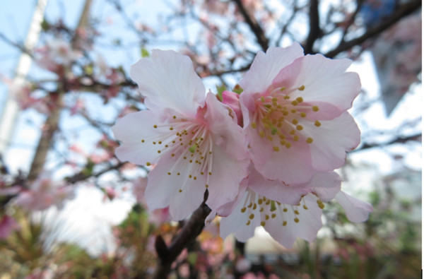 ▲士林區公所旁的士林120號綠地，就有櫻花盛開美景可賞。（資料照／公園處提供）