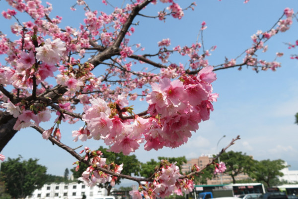 ▲士林區公所旁的士林120號綠地，就有櫻花盛開美景可賞。（資料照／公園處提供）