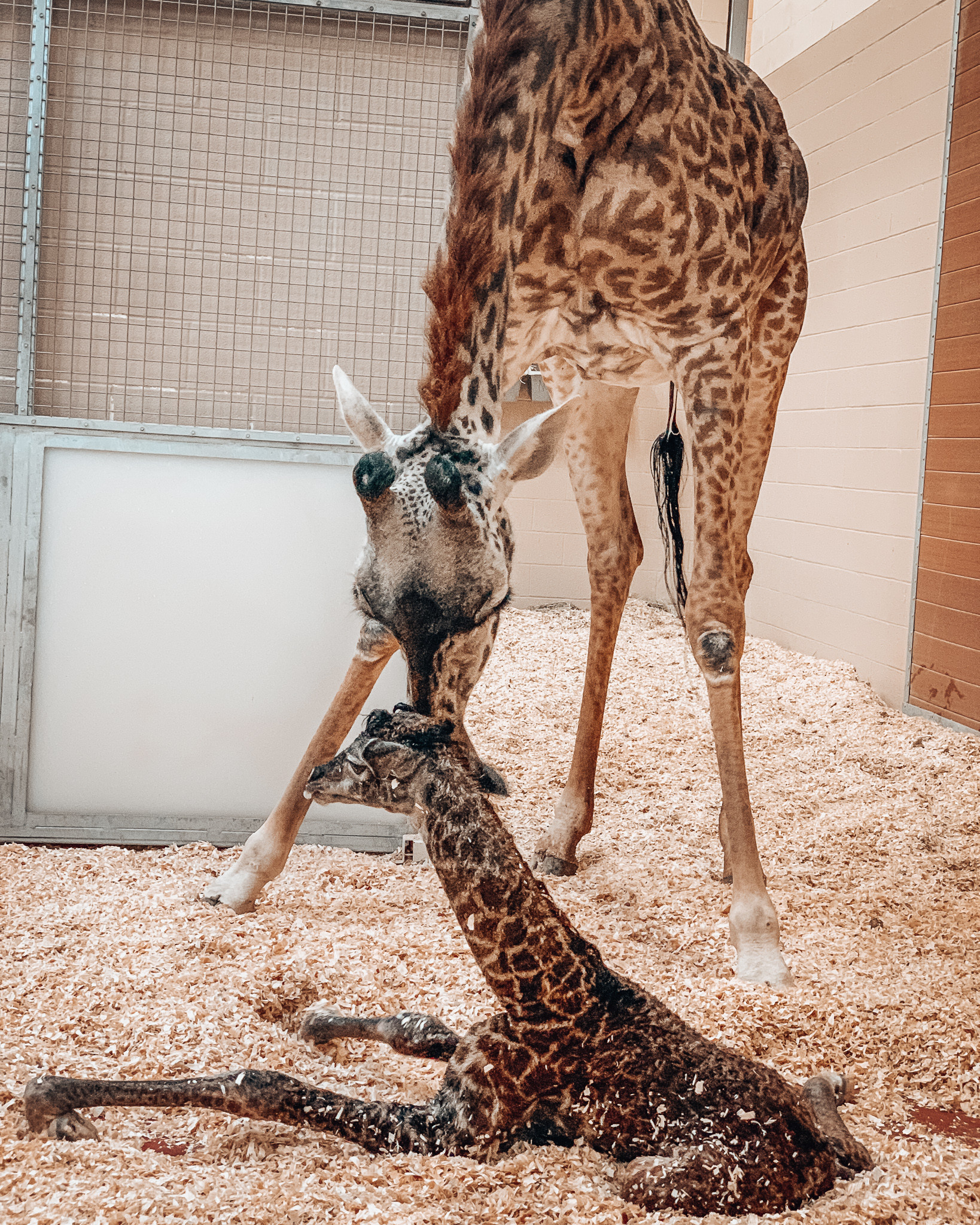 ▲▼美國田納西州納許維爾動物園（Nashville Zoo），母長頸鹿娜莎（Nasha）產下小鹿後意外踩死牠。（圖／翻攝自園方推特）