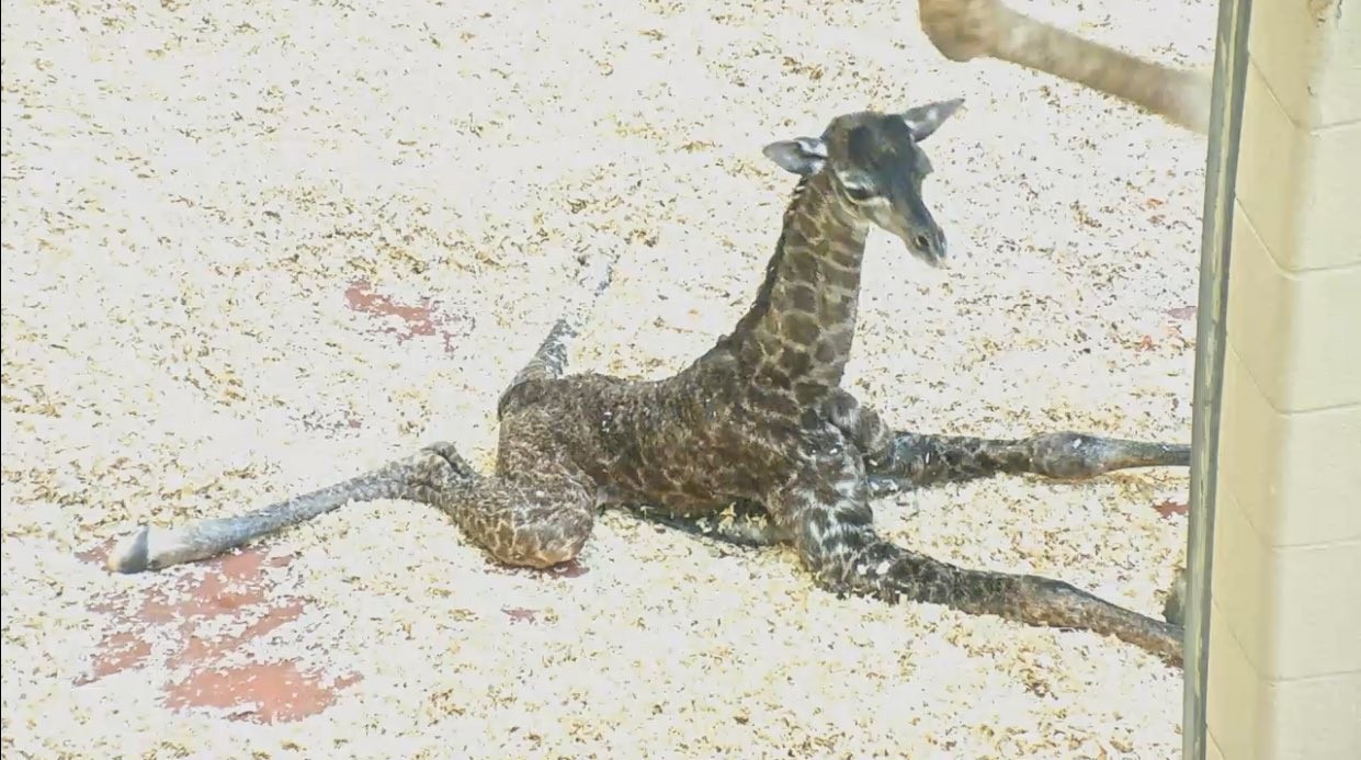 ▲▼美動物園喜迎長頸鹿寶寶！　下秒「媽踩斷新生兒脖」搶救不治。（圖／翻攝自推特「JoshBreslow」）