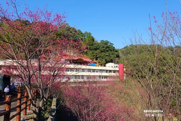 ▲▼苗栗協雲宮櫻花。（圖／靜怡&大顆呆の親子.旅遊.美食提供）