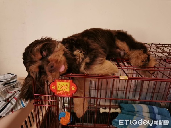 可卡犬Parker。（圖／粉專Parker B -American Cocker Spaniel提供）