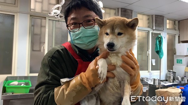 ▲板橋男子林冠傑將飼養的瑪爾濟斯、柴犬從3樓陽台丟下樓，瑪爾濟斯當場死亡，另外1隻柴犬僥倖存活。（圖／動保處提供）