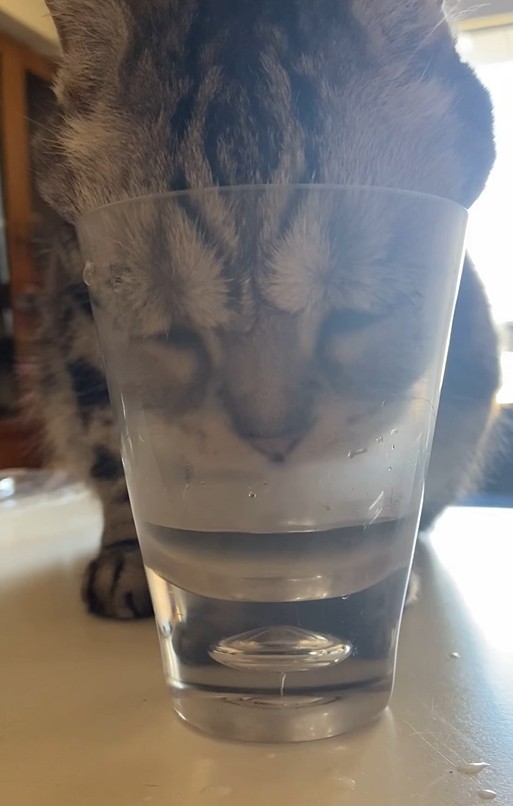 ▲▼貓咪把臉塞進杯子裡喝水。（圖／IG @lolita.hsu授權提供）