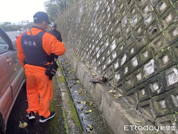 ▲▼翅膀受傷的大冠鷲躲在路旁不敢動，海巡人員在旁戒護等候救援。（圖／第一二岸巡隊提供，下同）