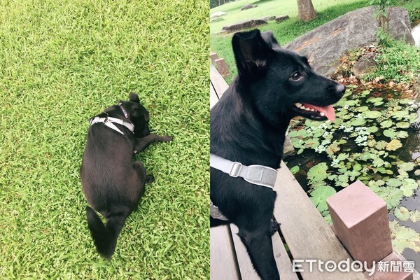 ▲洗澡沒擦乾！歐告「烤到糙灰搭」背冒白煙　網笑：香味飄出來了。（圖／飼主Seven提供）