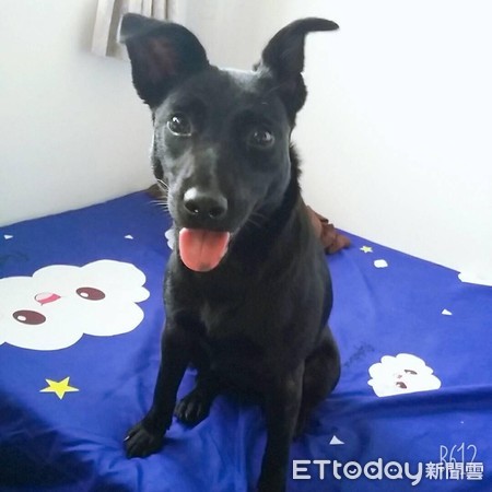 ▲洗澡沒擦乾！歐告「烤到糙灰搭」背冒白煙　網笑：香味飄出來了。（圖／飼主Seven提供）