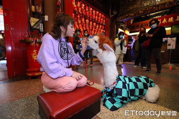 ▲▼王宥忻帶寵物草泥馬麥可參拜台北天后宮。（圖／記者湯興漢攝）