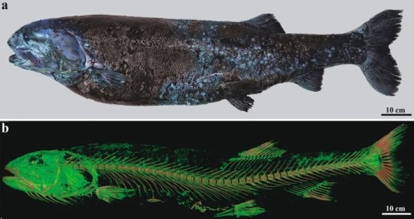 ▲▼日本海洋研究開發機構（JAMSTEC）發現全新深海巨型魚種。（圖／翻攝自JAMSTEC新聞稿）