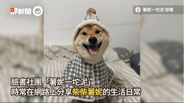 ▲柴犬穿經典白T秒變「長脖草泥馬」　無奈臉低頭：到底搭了什麼。（圖／即新聞／臉書粉專「薯妮一坨泥」提供）