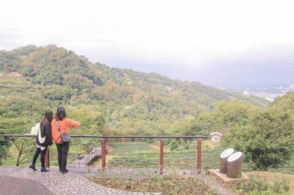 ▲貓空茶香遊。（圖／北市工務局大地工程處提供）