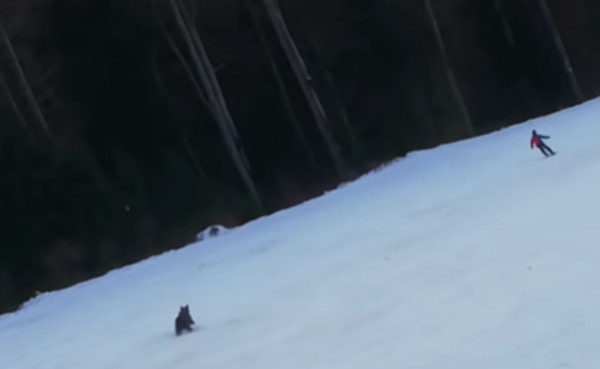 快逃啊！滑雪男被野生大熊追殺　機智「使出一招」幸運逃死。（圖／翻攝自自YouTube／David Creța）