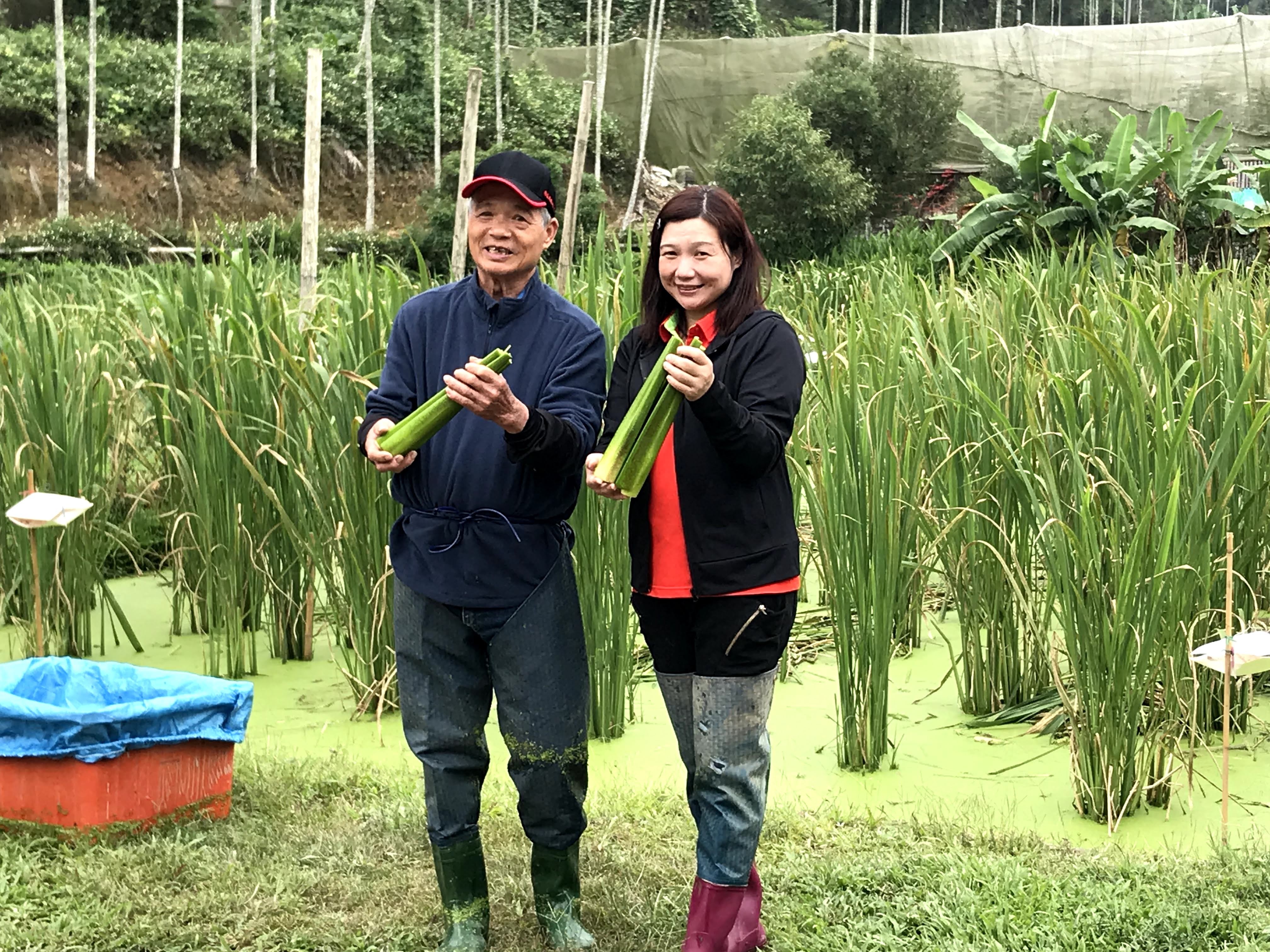 ▲▼茭白筍農林宥岑。（圖／林宥岑提供）