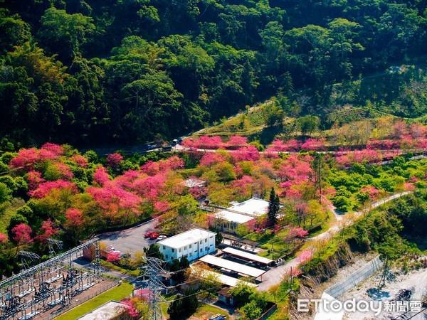 ▲建廠超過六十年的萬大發電廠，每年春季盛開的山櫻花，是熱門的攝影秘境景點。（圖／台電提供）