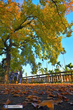 ▲▼ 梅山公園楓香。（圖／《漫步在雲端的阿里山》）