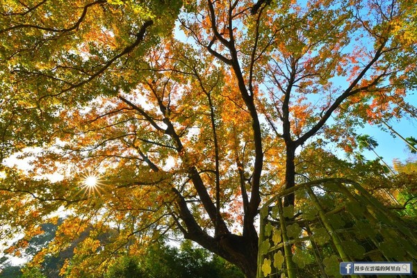 ▲▼ 梅山公園楓香。（圖／《漫步在雲端的阿里山》）