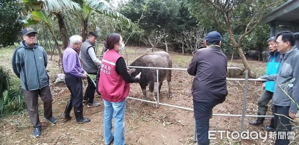 ▲陽管處將受傷母女水牛被運至金山，新北市府不知情。（圖／動保處）